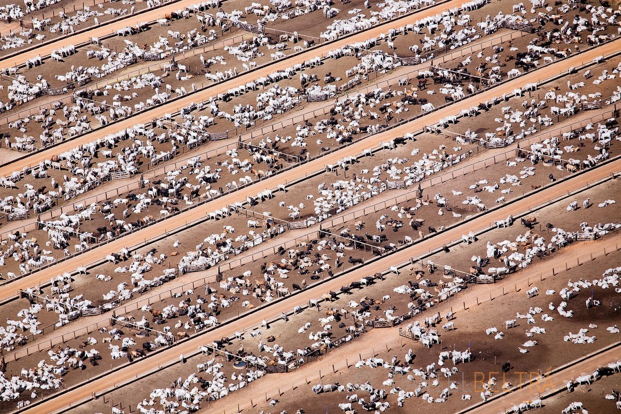 Deforestation for cattle