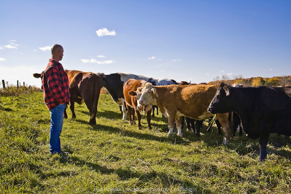 Free range cattle