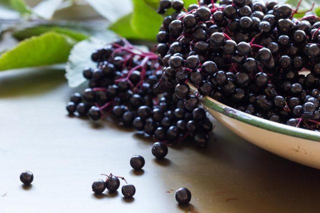 black elderberry