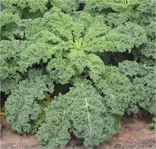 Kale - Plant