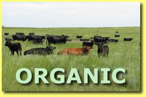 Organic Cattle